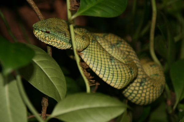 viper @ bako np.JPG